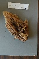 Ramaria stricta image